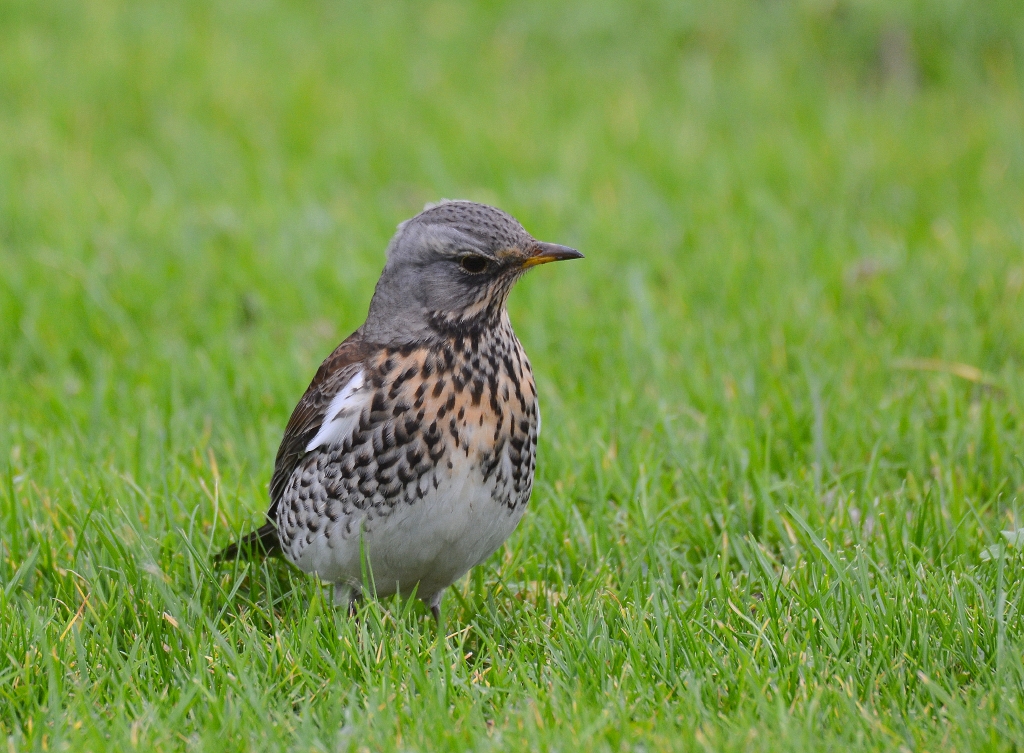 Kramsvogel
